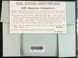 Bazzania tricrenata (Wahlenb.) Lindb., Гербарий мохообразных, Мхи - Западная Европа (BEu) (Австрия)