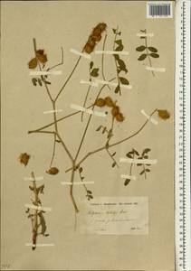 Hedysarum kotschyi Boiss., Зарубежная Азия (ASIA) (Ирак)