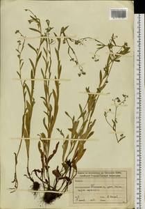 Незабудка, Сибирь, Алтай и Саяны (S2) (Россия)