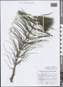 Хвощ большой Ehrh., Кавказ, Черноморское побережье (от Новороссийска до Адлера) (K3) (Россия)