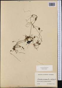 Повилика европейская L., Западная Европа (EUR) (Германия)