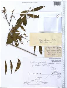 Olea europaea subsp. cuspidata (Wall. & G.Don) Cif., Африка (AFR) (Эфиопия)