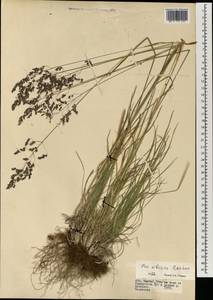 Мятлик сибирский Roshev., Монголия (MONG) (Монголия)