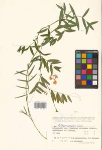 Lathyrus palustris subsp. palustris, Сибирь, Дальний Восток (S6) (Россия)