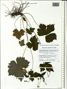Лютик каппадокийский Willd., Кавказ, Краснодарский край и Адыгея (K1a) (Россия)