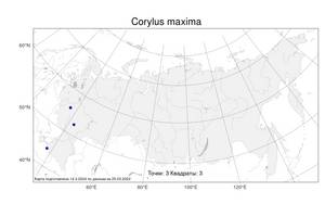 Corylus maxima, Орешник наибольший Mill., Атлас флоры России (FLORUS) (Россия)