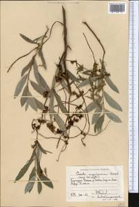 Cuscuta gigantea var. engelmannii (Korsh.) Yunck., Средняя Азия и Казахстан, Западный Тянь-Шань и Каратау (M3) (Киргизия)