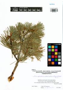 Pinus sylvestris var. mongolica Litv., Сибирь, Прибайкалье и Забайкалье (S4) (Россия)