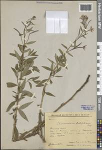 Иван-чай широколистный (L.) Sweet, Сибирь, Якутия (S5) (Россия)