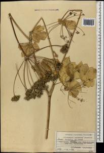 Лазурник трехлопастный (L.) Borkh., Кавказ, Азербайджан (K6) (Азербайджан)