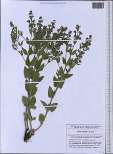 Nepeta ucranica subsp. parviflora (M.Bieb.) M.Masclans, Восточная Европа, Нижневолжский район (E9) (Россия)