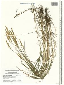 Полевица гигантская Roth, Крым (KRYM) (Россия)