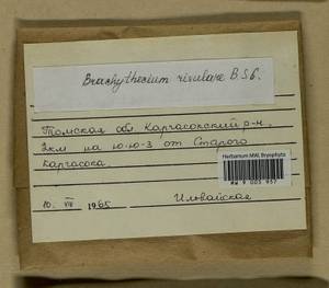 Brachythecium rivulare Schimp., Гербарий мохообразных, Мхи - Западная Сибирь (включая Алтай) (B15) (Россия)