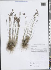 Мятлик оттянутый Trin., Сибирь, Алтай и Саяны (S2) (Россия)