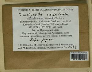 Trachycystis ussuriensis (Regel & Maack) T.J. Kop., Гербарий мохообразных, Мхи - Дальний Восток (без Чукотки и Камчатки) (B20) (Россия)
