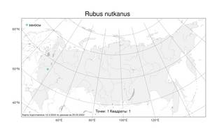 Rubus nutkanus Moc. ex Ser., Атлас флоры России (FLORUS) (Россия)