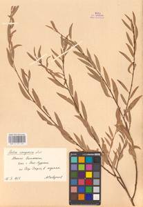 Ива джунгарская Andersson, Средняя Азия и Казахстан, Сырдарьинские пустыни и Кызылкумы (M7) (Казахстан)