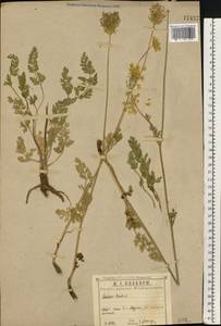 Морковь обыкновенная, Морковь дикая L., Восточная Европа, Центральный район (E4) (Россия)