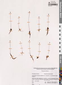 Жирянка волосистая, Жирянка мохнатая L., Сибирь, Якутия (S5) (Россия)