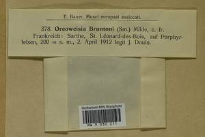 Cynodontium bruntonii (Sm.) Bruch & Schimp., Гербарий мохообразных, Мхи - Западная Европа (BEu) (Франция)