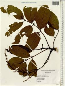 Sapindaceae, Зарубежная Азия (ASIA) (Вьетнам)