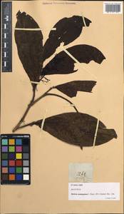 Helicia robusta (Roxb.) R. Br. ex Wall., Зарубежная Азия (ASIA) (Филиппины)
