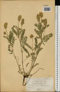 Остролодочник волосистый (L.) DC., Восточная Европа, Центральный лесостепной район (E6) (Россия)