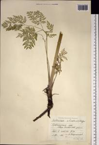 Anthriscus sylvestris subsp. sylvestris, Сибирь, Центральная Сибирь (S3) (Россия)