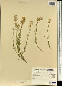 Крылотычинник крупноцветковый Boiss. & Hohen., Зарубежная Азия (ASIA) (Иран)