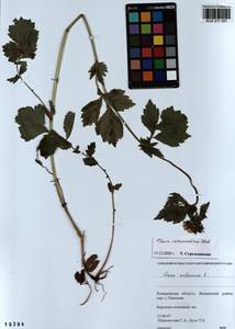 Geum × intermedium Ehrh., Сибирь, Алтай и Саяны (S2) (Россия)