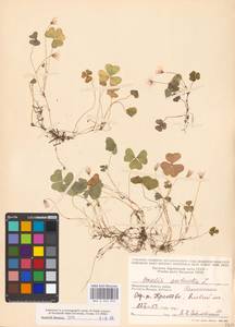 Кислица обыкновенная L., Восточная Европа, Московская область и Москва (E4a) (Россия)