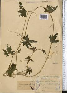 Bryonia monoica Aitch. & Hemsl., Средняя Азия и Казахстан, Каракумы (M6) (Туркмения)