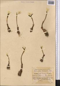 Colchicum robustum (Bunge) Stef., Средняя Азия и Казахстан, Памир и Памиро-Алай (M2) (Узбекистан)