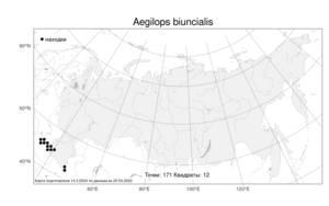 Aegilops biuncialis, Эгилопс двухдюймовый Vis., Атлас флоры России (FLORUS) (Россия)