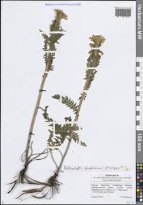 Мытник Кауфмана, Мытник Кауфманна Pinzger, Восточная Европа, Средневолжский район (E8) (Россия)