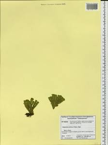 Huperzia selago subsp. appressa (La Pylaie ex Desv.) D. Löve, Сибирь, Центральная Сибирь (S3) (Россия)