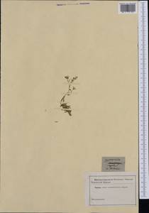 Gypsophila repens L., Западная Европа (EUR) (Швейцария)