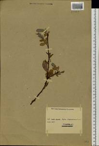 Ива прямосережчатая Ledeb. ex Trautv., Сибирь, Западный (Казахстанский) Алтай (S2a) (Казахстан)