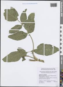 Макроселинум широколистный (M.Bieb.) Schur, Восточная Европа, Центральный лесостепной район (E6) (Россия)