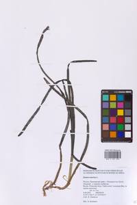 Взморник морской, Зостера морская L., Сибирь, Дальний Восток (S6) (Россия)