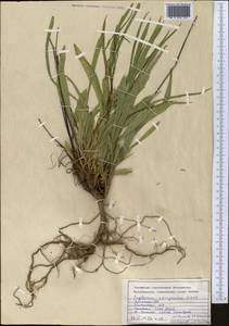 Володушка высокая M.Bieb., Средняя Азия и Казахстан, Западный Тянь-Шань и Каратау (M3) (Узбекистан)