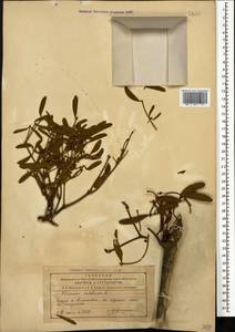 Омела белая L., Кавказ, Азербайджан (K6) (Азербайджан)