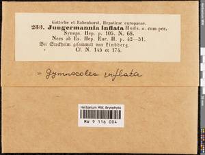 Gymnocolea inflata (Huds.) Dumort., Гербарий мохообразных, Мхи - Западная Европа (BEu) (Швеция)