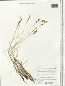Anthoxanthum monticola (Bigelow) Veldkamp, Восточная Европа, Северный район (E1) (Россия)