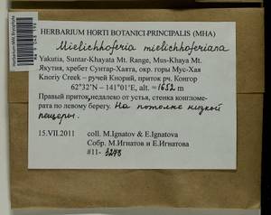 Mielichhoferia mielichhoferiana (Funck) Loeske, Гербарий мохообразных, Мхи - Якутия (B19) (Россия)