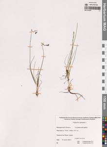 Триостренник болотный L., Сибирь, Чукотка и Камчатка (S7) (Россия)
