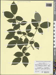 Граб обыкновенный, Граб кавказский L., Кавказ, Черноморское побережье (от Новороссийска до Адлера) (K3) (Россия)