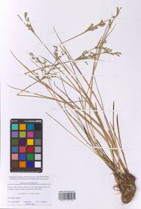 Ситник членистый L., Восточная Европа, Московская область и Москва (E4a) (Россия)