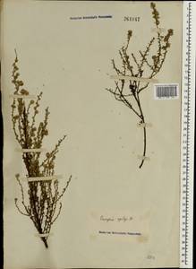 Олеария ветвистая (Labill.) Benth., Зарубежная Азия (ASIA) (Неизвестно)