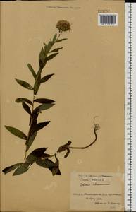 Pentanema salicinum (L.) D. Gut. Larr., Santos-Vicente, Anderb., E. Rico & M. M. Mart. Ort., Восточная Европа, Северо-Украинский район (E11) (Украина)